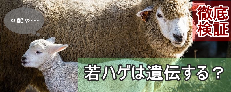 若ハゲは遺伝する？