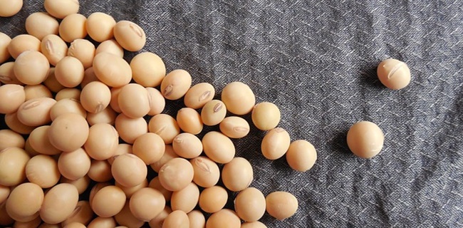 soybeans-182295_640