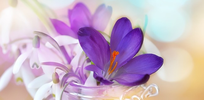 crocus-681268_640