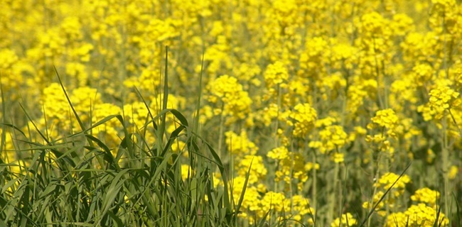 oilseed-rape-1029057_640